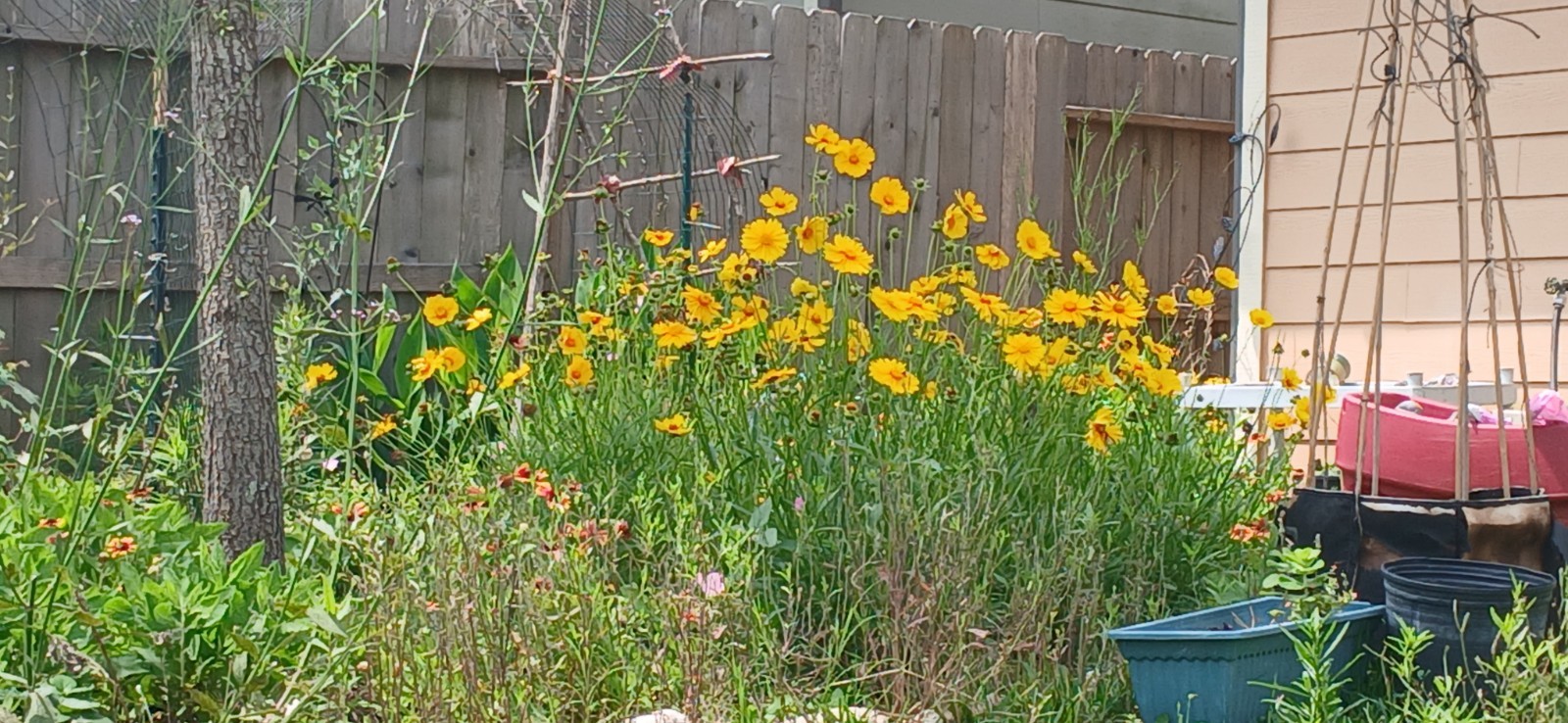 Lance-leaved Coreopsis Flower seeds