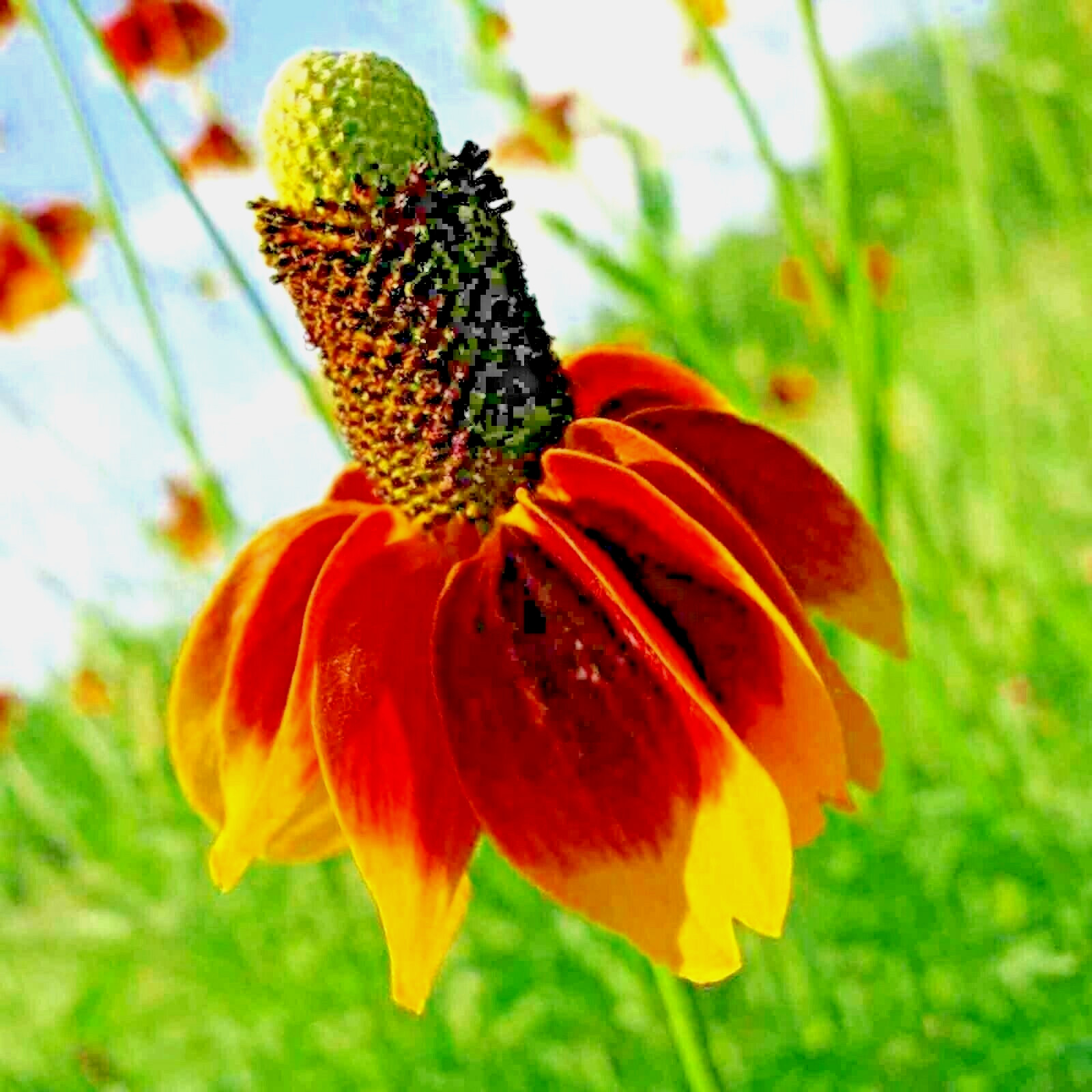 200+ MEXICAN HAT SEEDS SPRING PERENNIAL RARE DROUGHT TOLERANT DEER REPELLENT USA