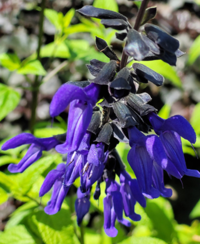 Set 2 Black and Blue Salvia Live Plants – 5-9″ Tall – Perennial Flower