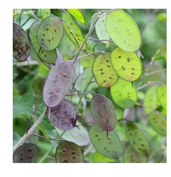 15 Lunaria Annua Seeds Brassicaceae Honesty Silver Dollar Money Plant Seeds