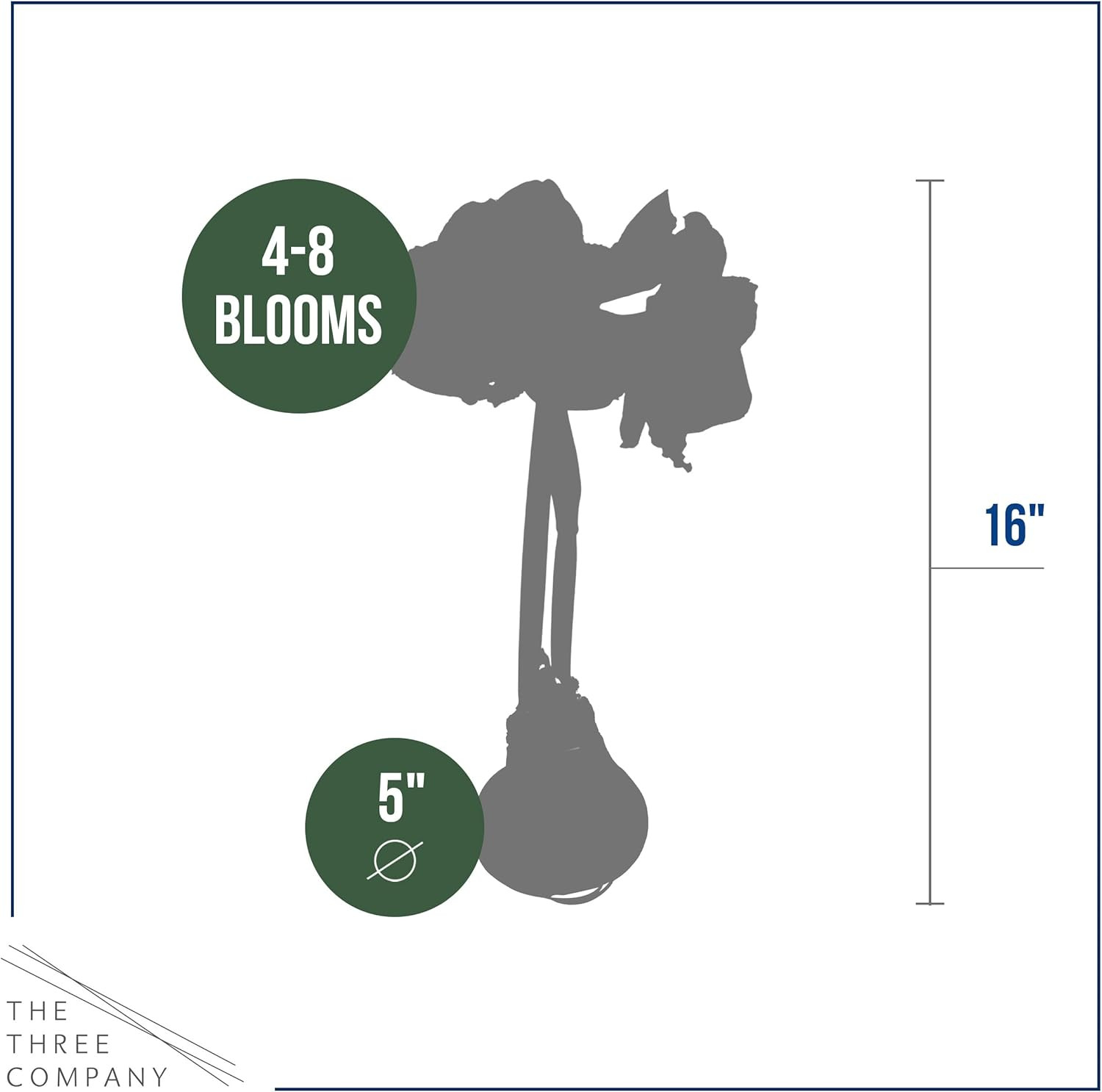 Waxed Amaryllis Bulb 2-Pack – Silver Wax with Red Blooms – Live Holiday Gift Pla