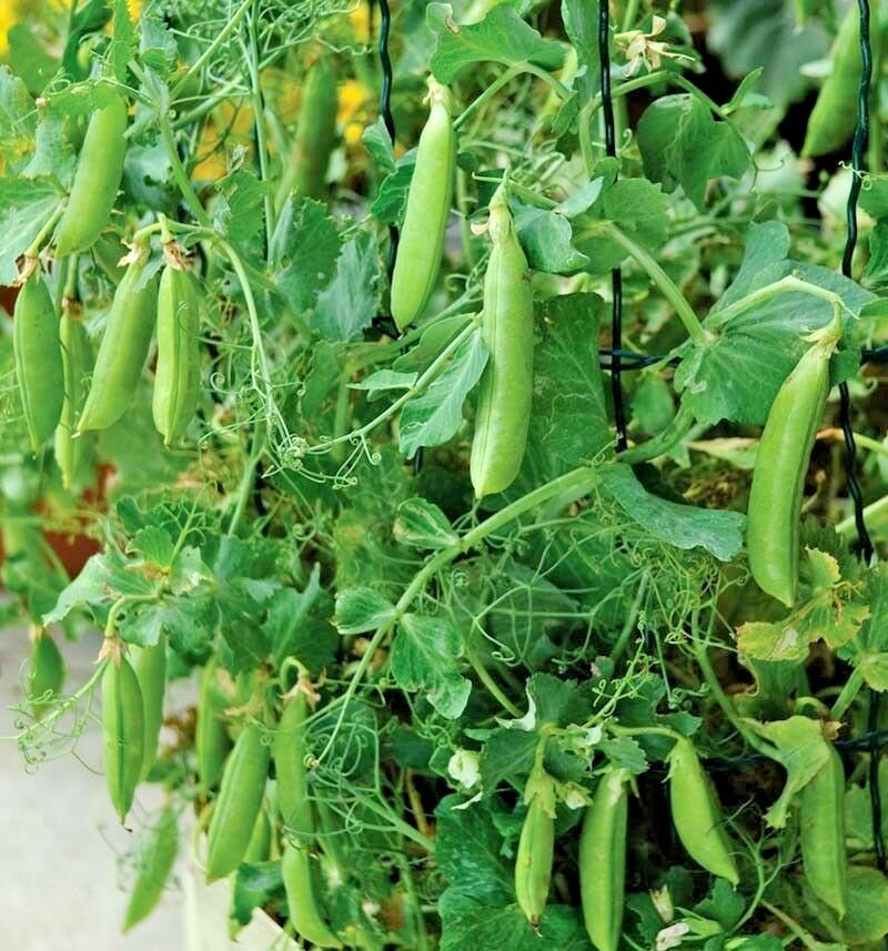 50+Sugar Pod SNOW PEAS Seeds Organic Spring Fall Vegetable Garden Container Easy