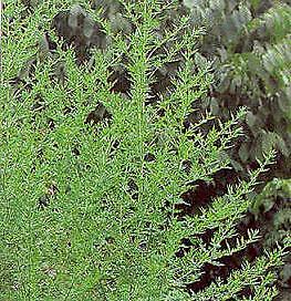 Sweet Annie Artemisia annua 1,000 seeds