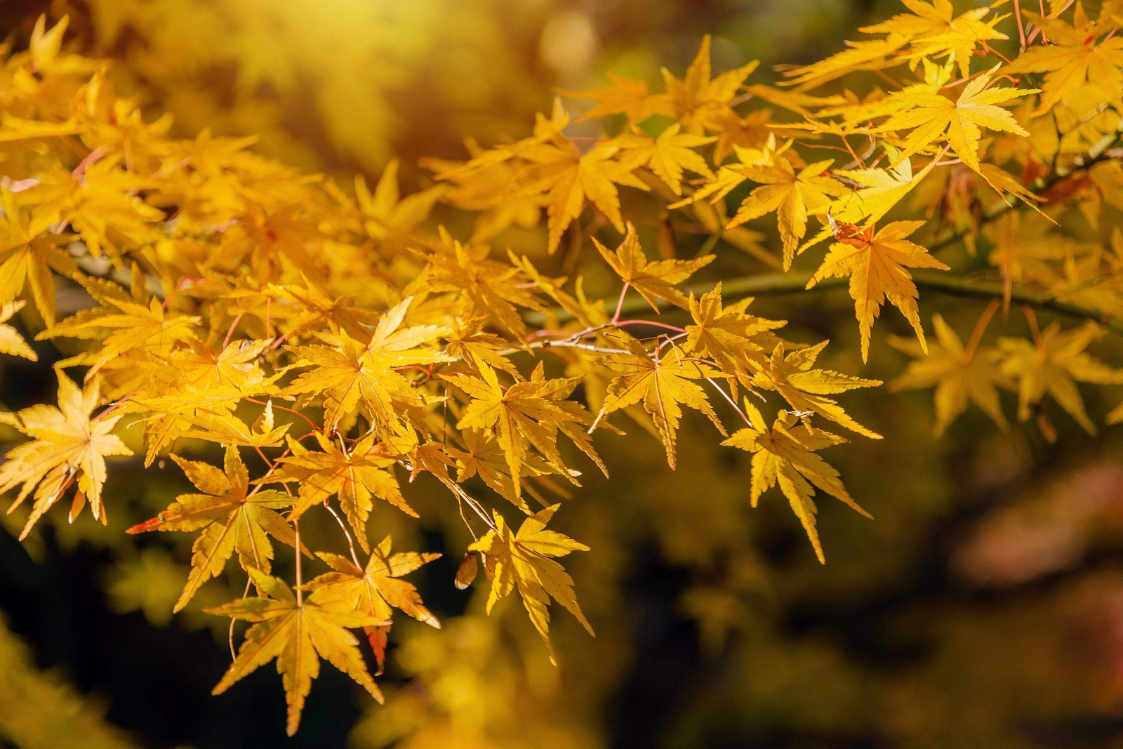 20 GREEN JAPANESE MAPLE Tree Ornamental Acer Palmatum Yellow Fall Foliage Seeds