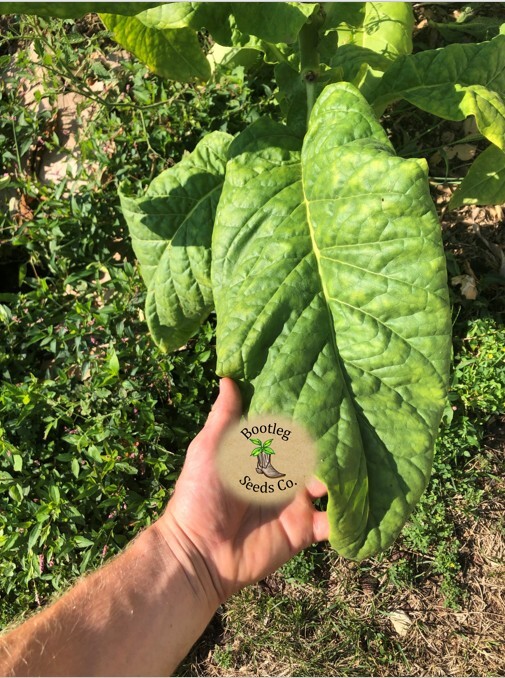 Virginia Bright Leaf 1000 Sweet Tobacco Seeds – High Sugar Content + FREE SEEDS!