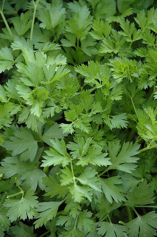 500+ PLAIN SINGLE PARSLEY SEEDS (Petroselinum crispum)