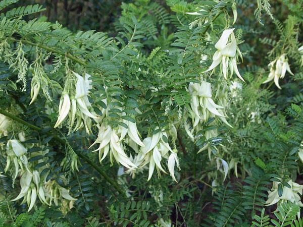 Clianthus puniceus Alba | White Kaka Beak White Heron | Lobster Claw | 5 Seeds