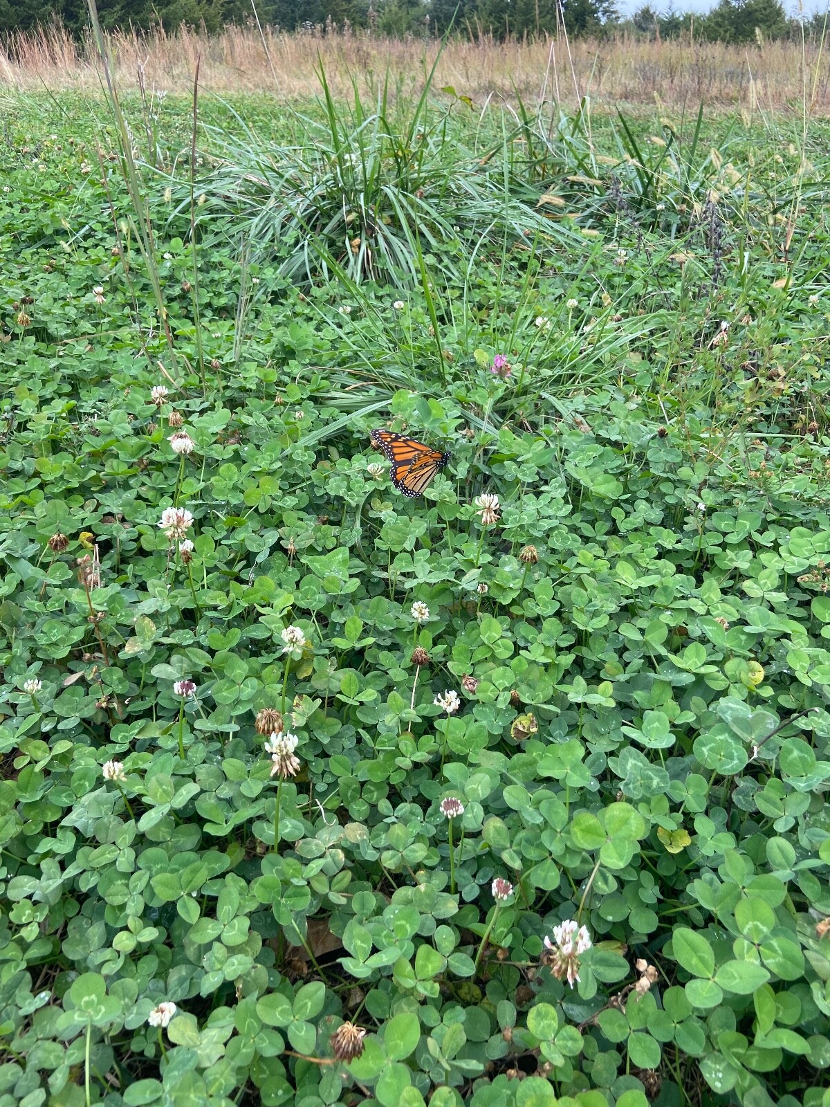 Spot On Food Plots Deer Plot – Alfalfa, Clovers, & Chicory Mix Seed Mix