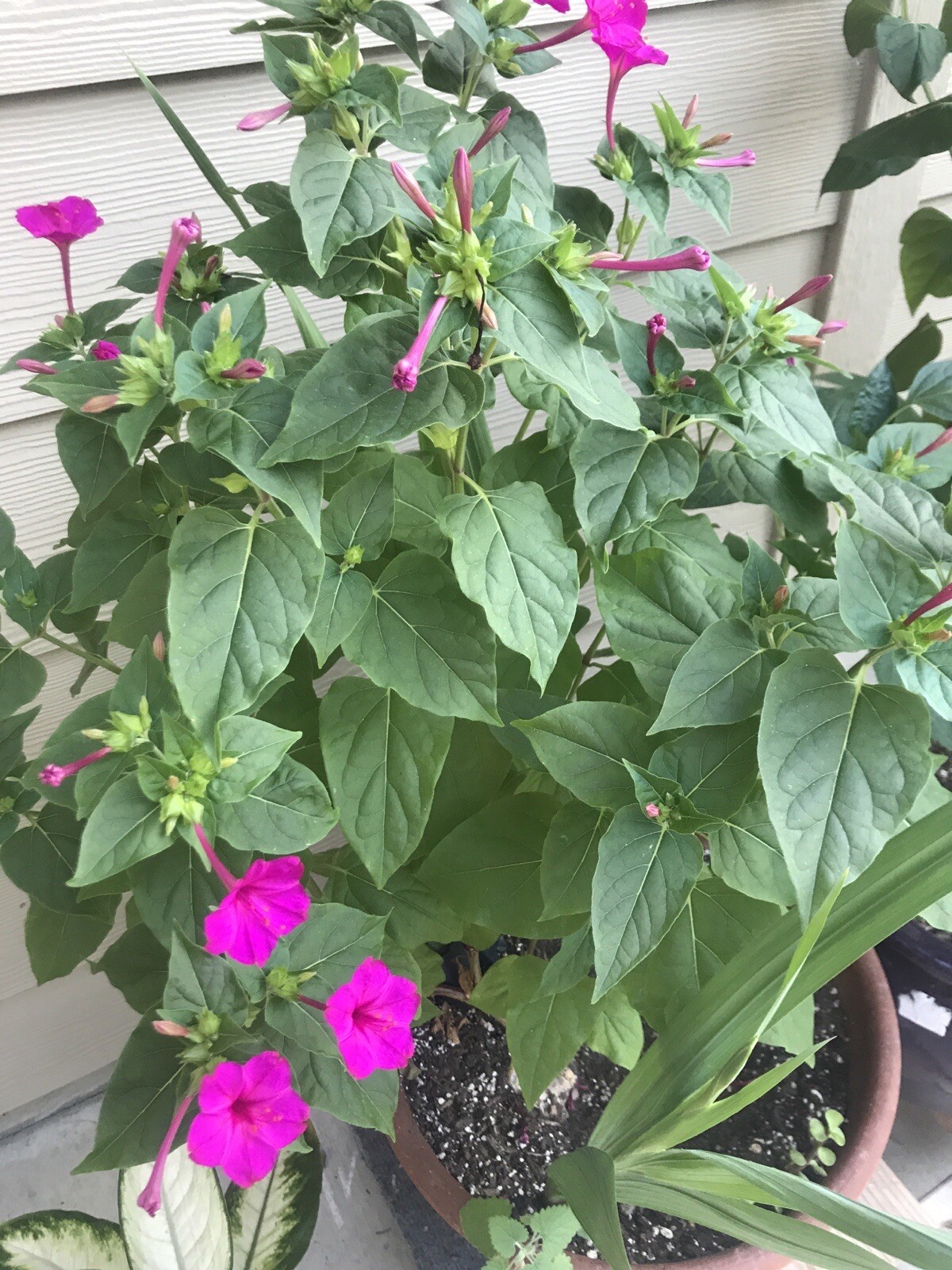 Mirabilis jalapa 4 o’clock seeds magenta pink 25 SEEDS