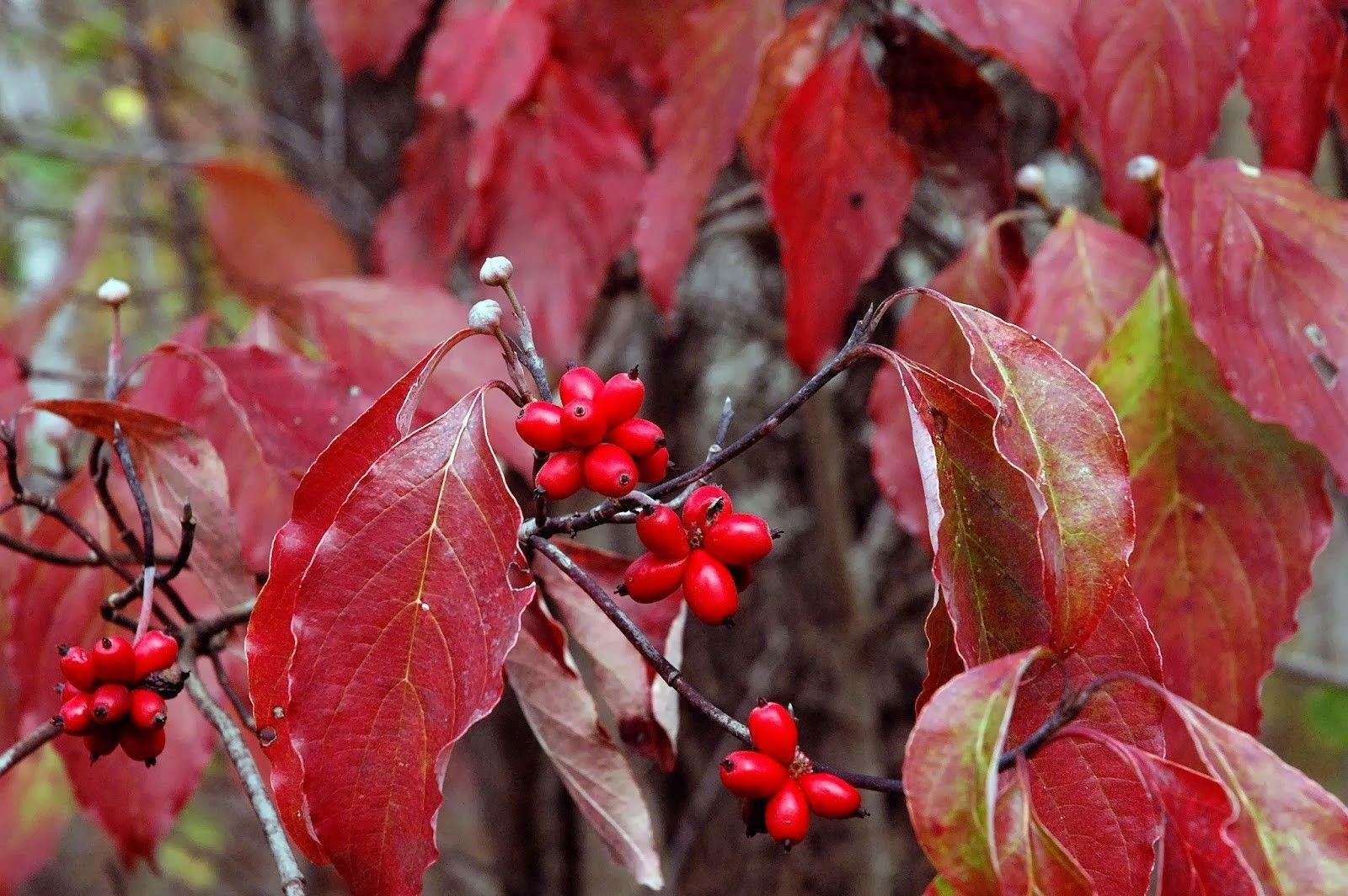 Pink Flowering Dogwood Tree Seeds – Cornus florida var. rubra Size: 5-20