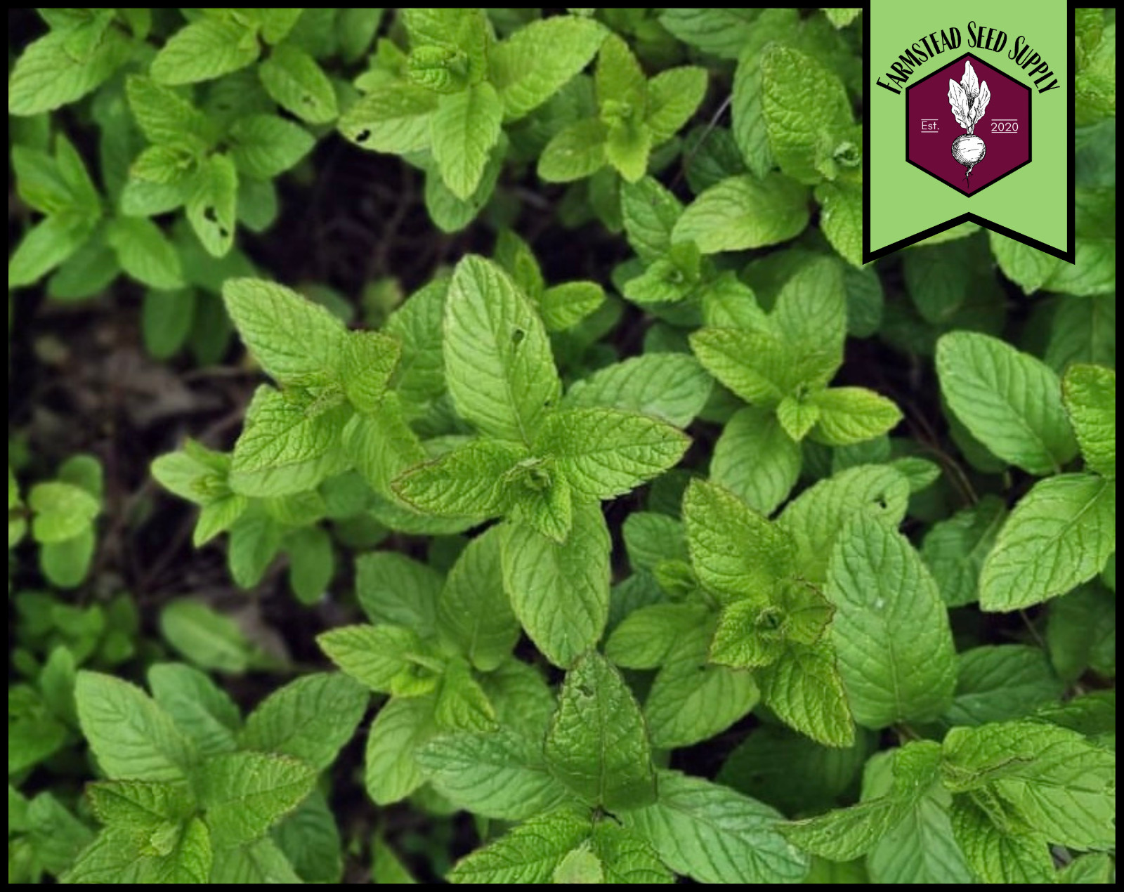 3,000+ Spearmint Seeds | Perennial Container Herb Gardening Seed, Mentha spicata