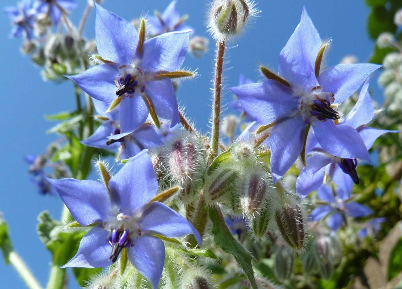 borage, EDIBLE blue FLOWER, 60 seeds! GroCo buy US made in USA