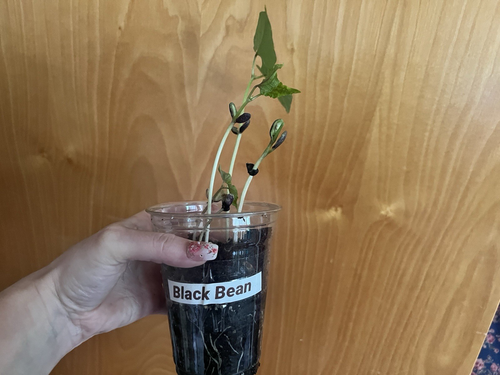 50 Seeds black bean seeds Turtle