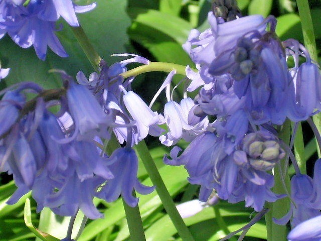50 WOOD HYACINTH SEEDS / SPANISH BLUEBELL – pretty white , blue + pink blooms