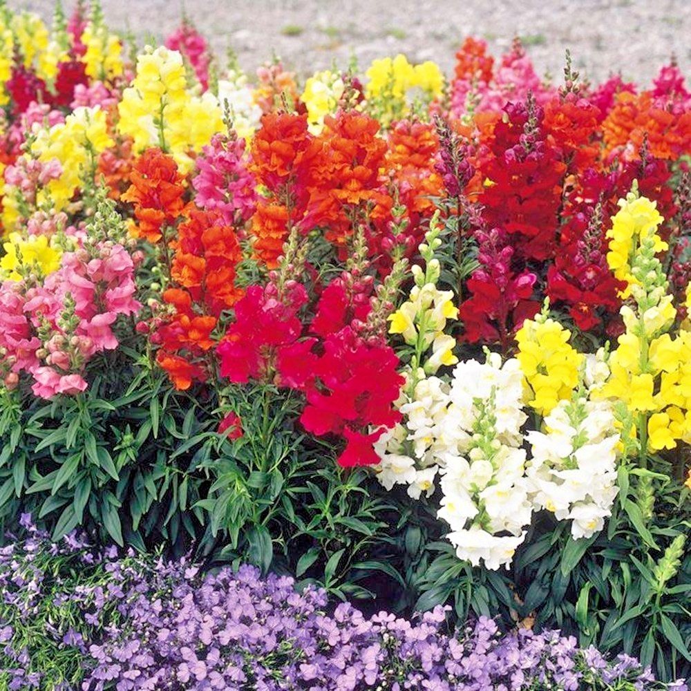 2001+SNAPDRAGON TETRA MIX Flower Seeds Spring Fall Garden Patio Container Easy