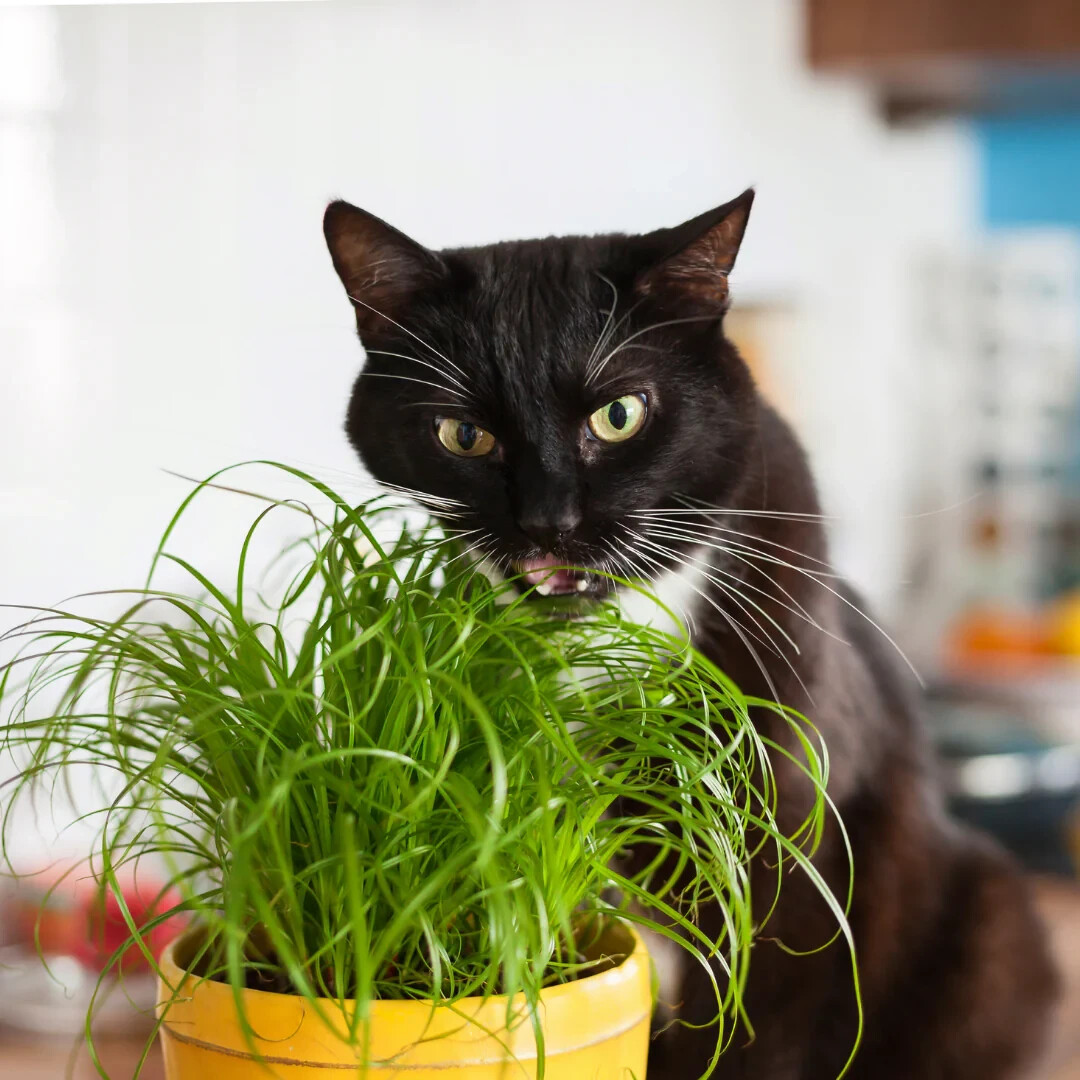 Cat Grass Seeds choose Rye, Oat or Blend seeds Quick Growth FAST Free Shipping