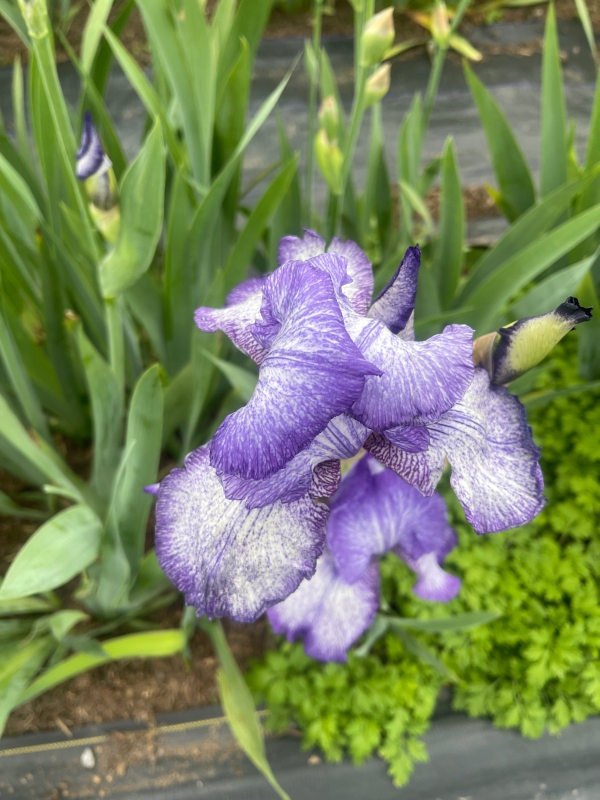10 Fresh Dug Iris Rhizomes – Mixed Colors & Varieties