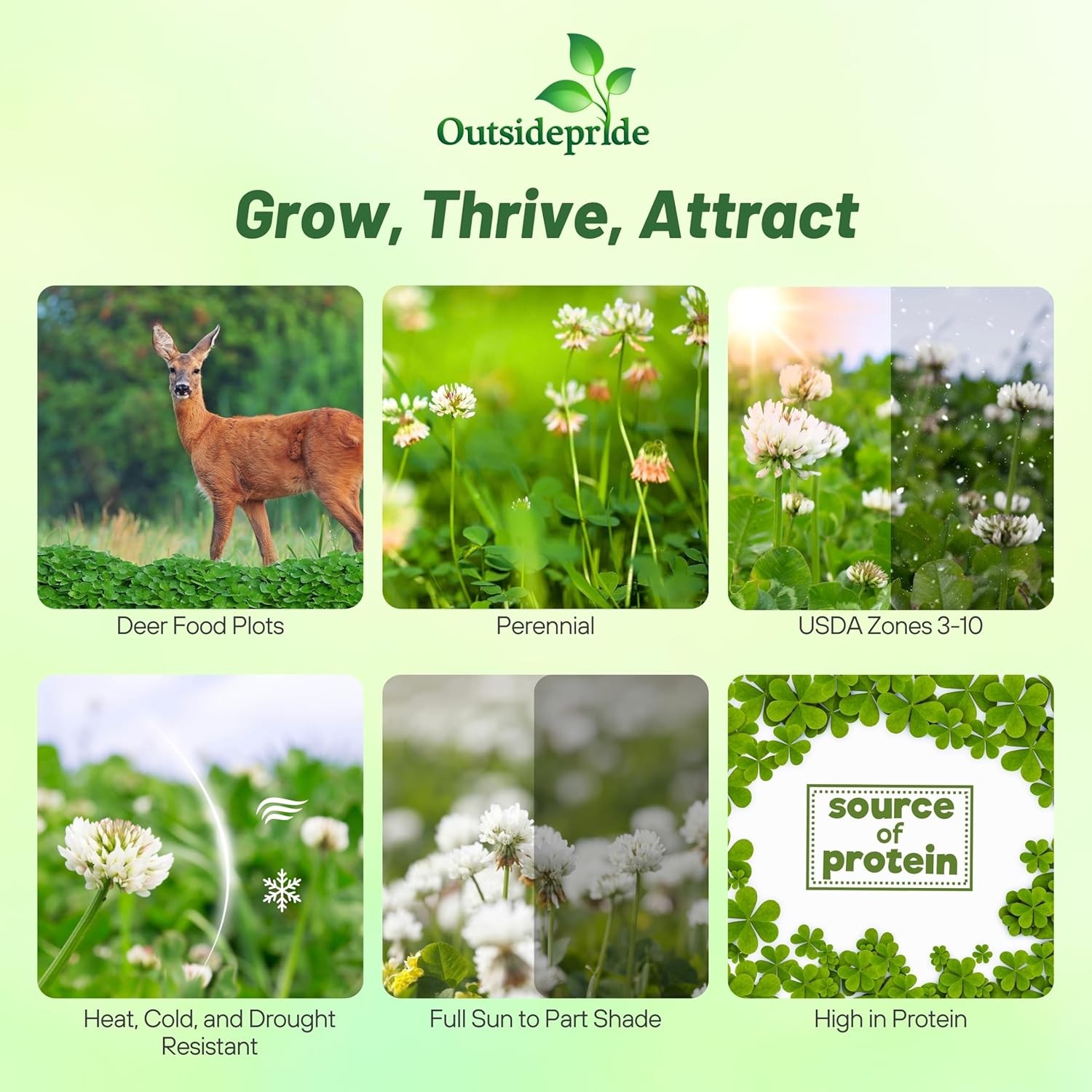 5 LBS – Inoculated White Clover King Deer Food Plot Seed For Planting – Bulk