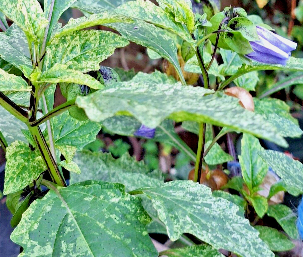 rare variegated shoofly plant 100 seeds, Nicandra Phsalodes Var. Splash of cream
