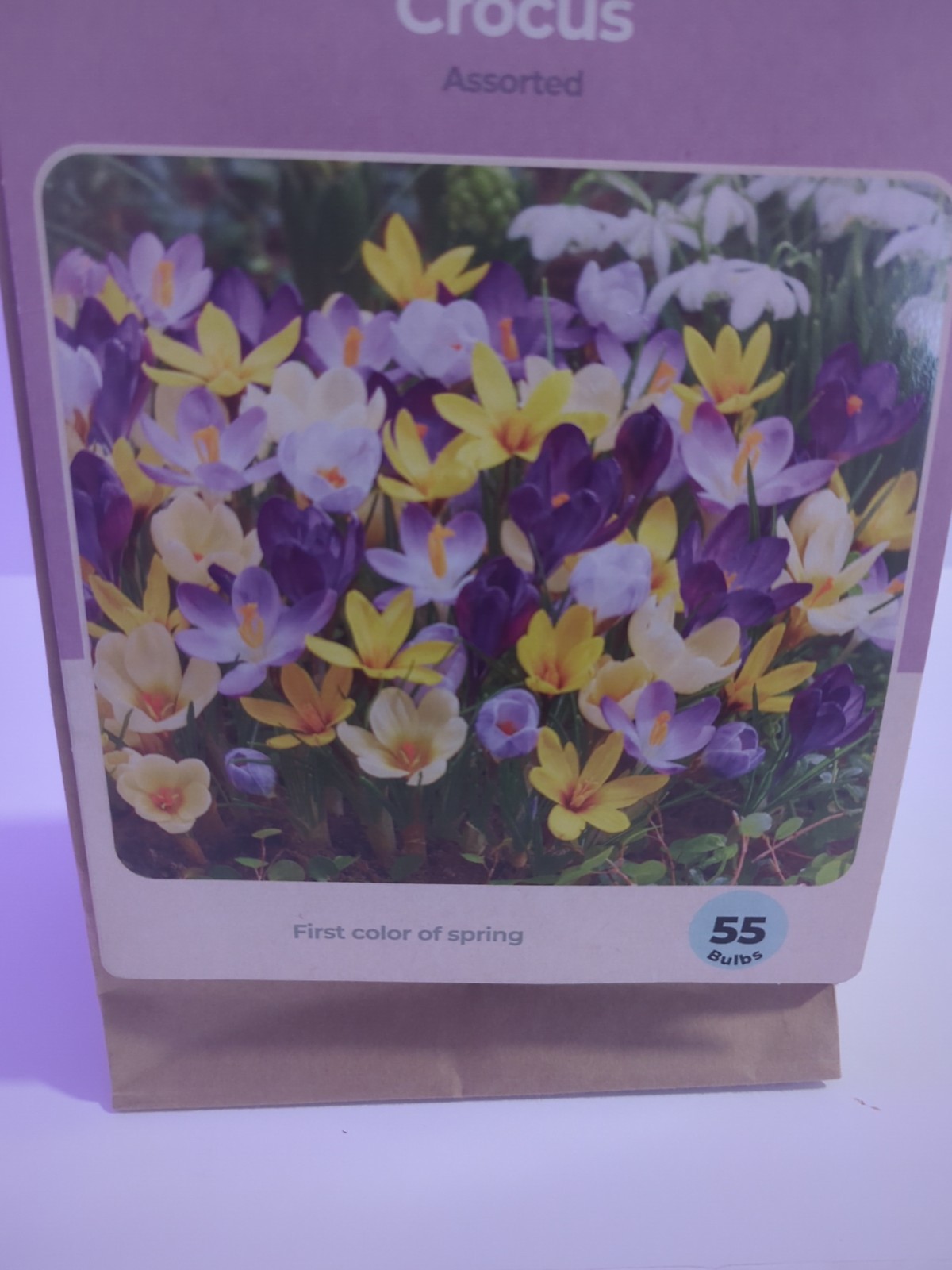 Dark Purple CROCUS fragrant flower exotic bush garden plant