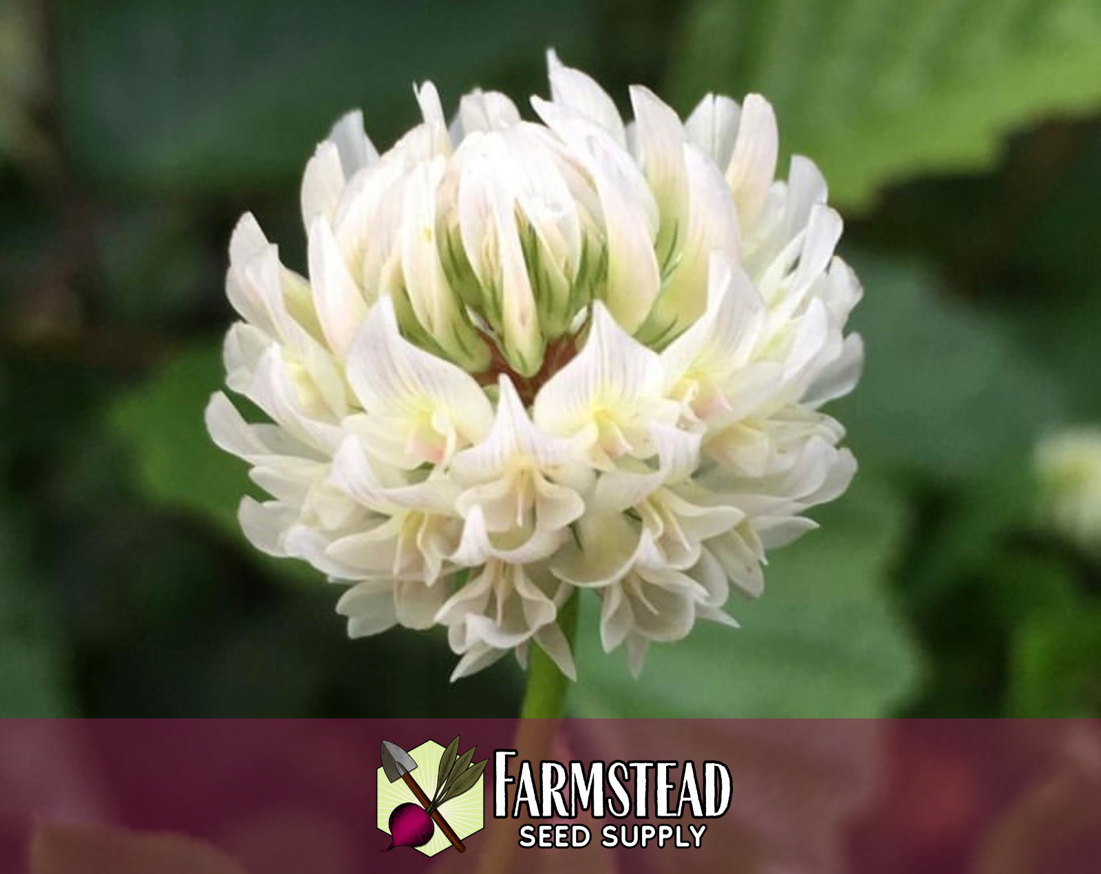 14,100+ New Zealand White Dutch Clover Seeds | Pollinator Flower Gardening