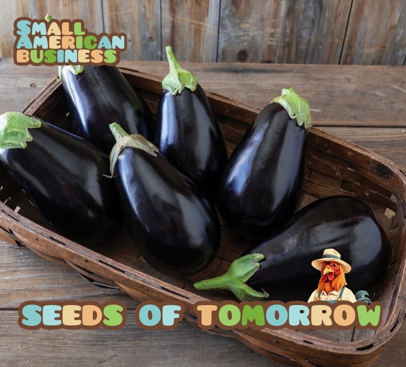 250 ORGANIC Black Beauty Eggplant Seeds- Non-GMO Heirloom- With BONUS!