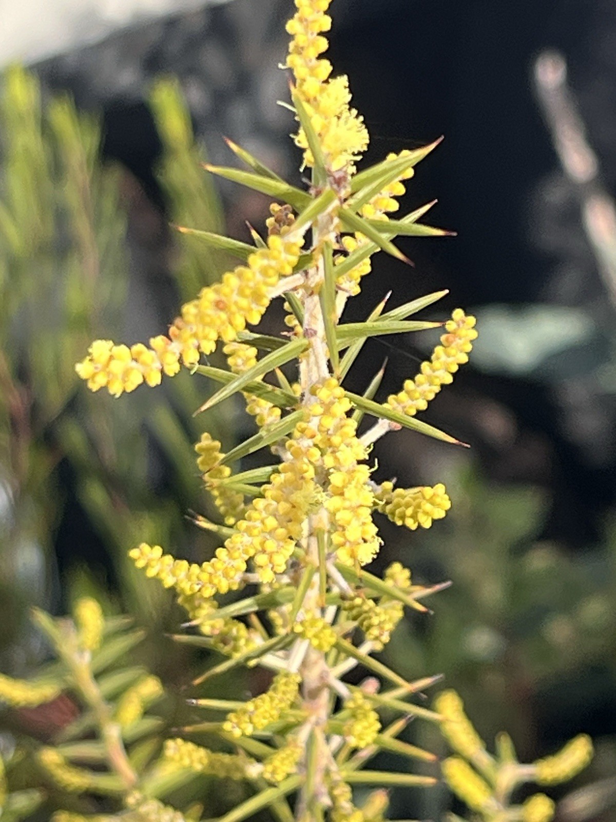 Acacia, Callistemon, Eucalyptus, Melaleuca, Seeds