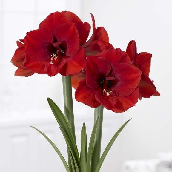 1 RED AMARYLLIS **Multiple blooms per bulb **Holiday / Christmas flowers