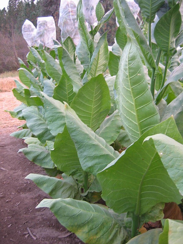 1000 Nostrano Del Brenta Tobacco Seeds Heirloom Cigar Wrapper Nicotiana Tabacum