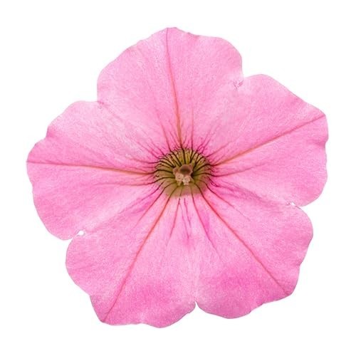Petunia Plants – Supertunia Vista Bubblegum – 4 Pack – Annual Spring & Summer Bl