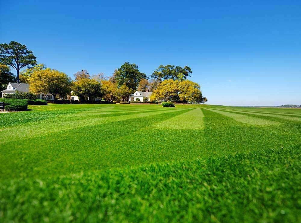 Bermuda Grass Seed | 1 Lb | Hulled Common Coated | Best Seller