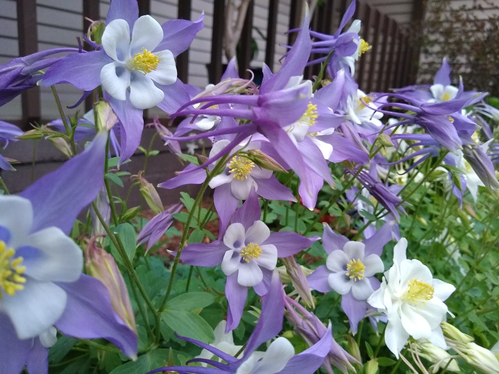 250+ Michigan Columbine Seeds – Organic & Non-GMO!