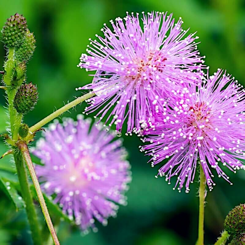 Dwarf (Mimosa pudica) “Sensitive Plant” Tropical Houseplant Flower Tree Seeds