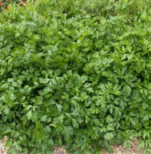 Parsley ITALIAN GIANT Herb Container Garden Edible Culinary Non-GMO 500 Seeds!