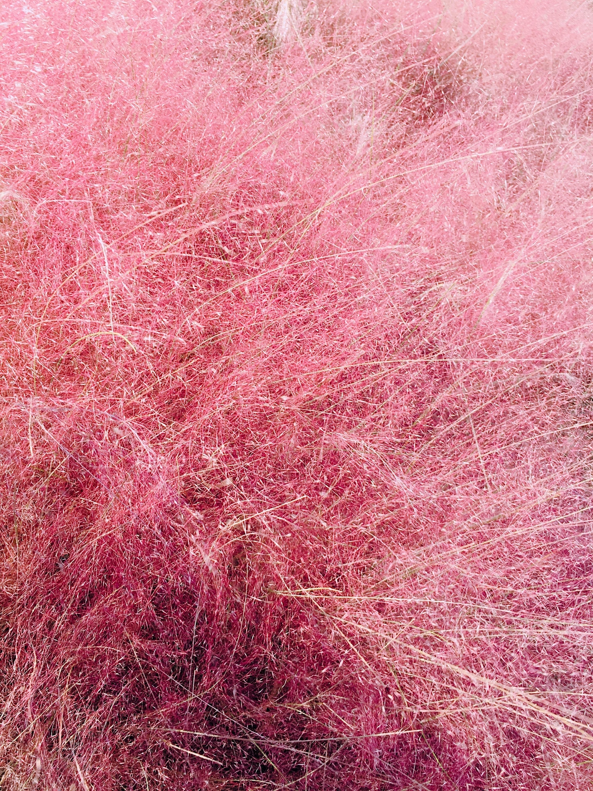 40 PINK MUHLY GRASS Cotton Candy Grass Muhlenbergia Capillaris Native Seeds