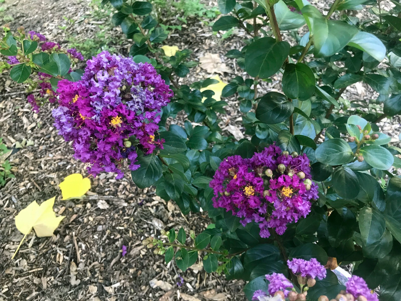 Lagerstroemia indica ‘Purpurea’ | Dwarf Purple Velvet Crape Myrtle | 20 Seeds