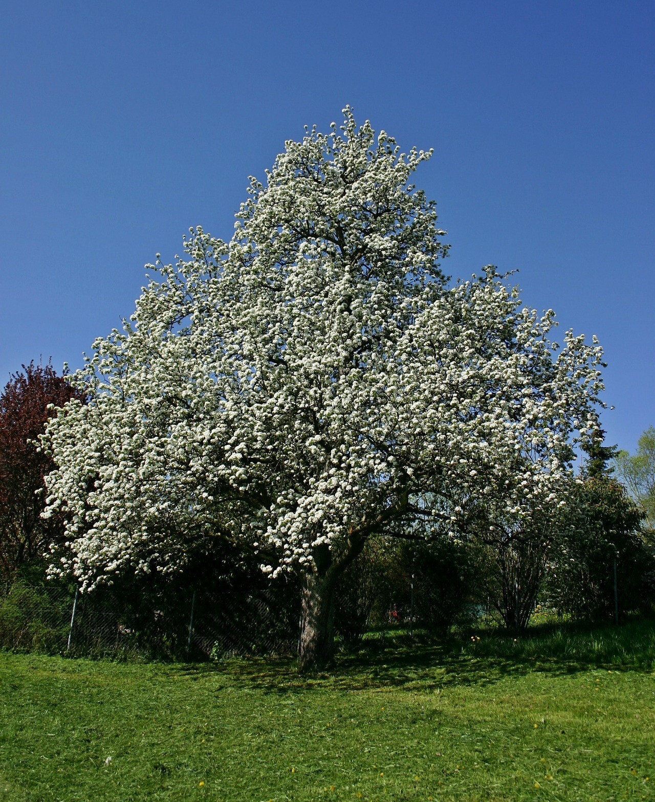 European Pear | Premium Seeds | Pyrus communis ‘Fruit’ | Plants’®