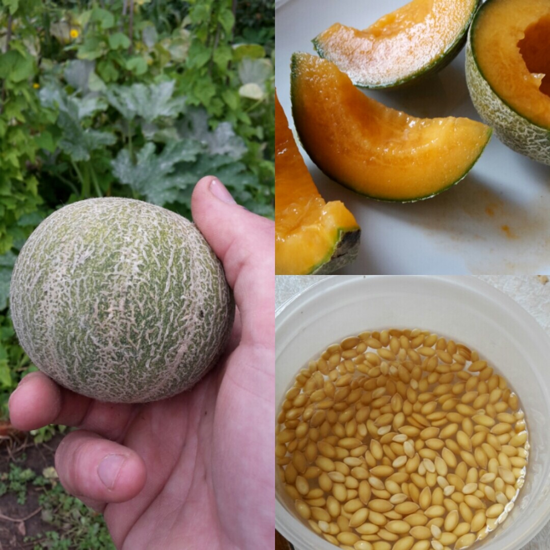 Minnesota Midget Melon Seeds