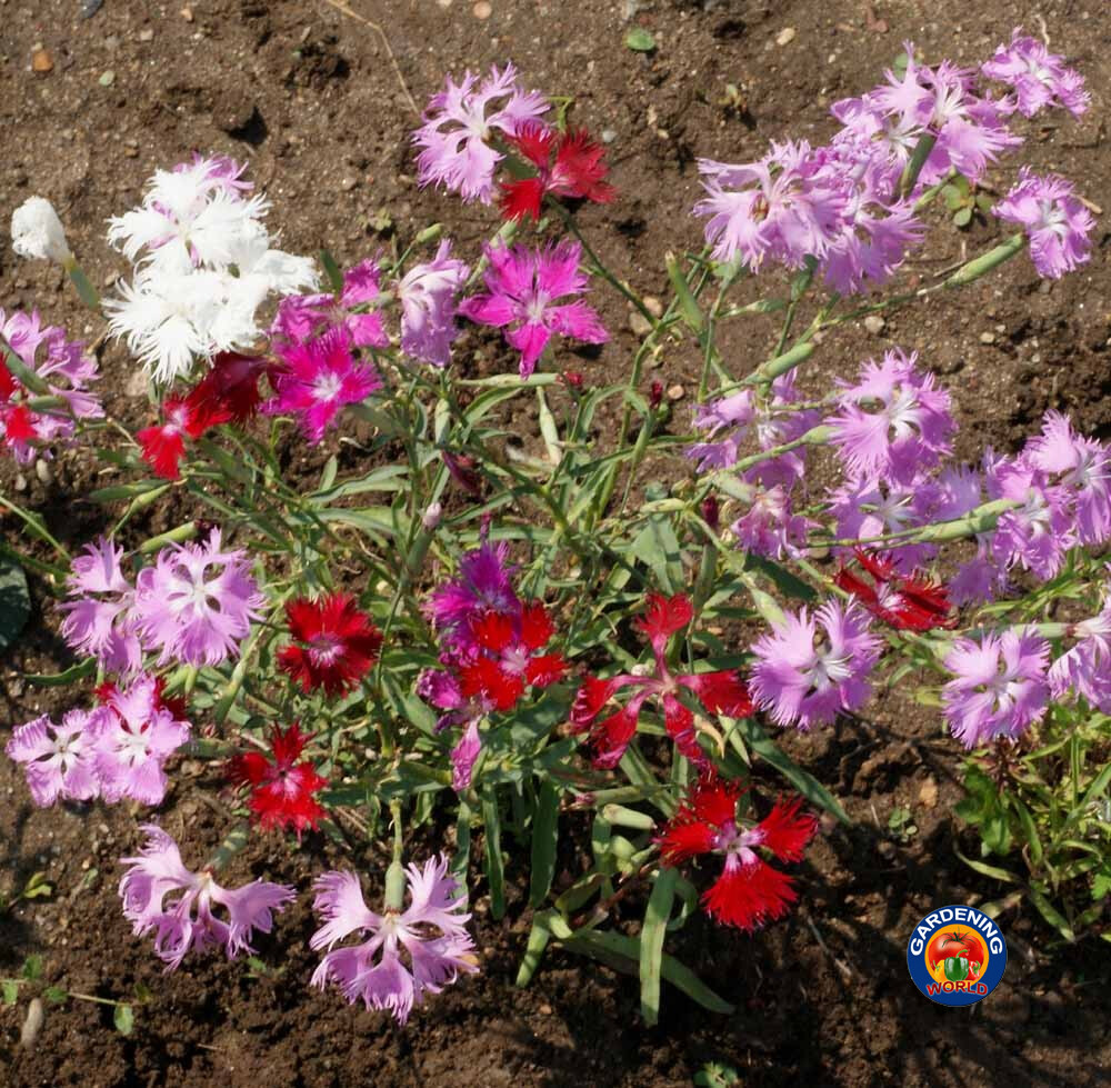 1oz Fringed Pinks Dianthus Superbus Flower Seeds Fragrant (26,000+ Seeds)
