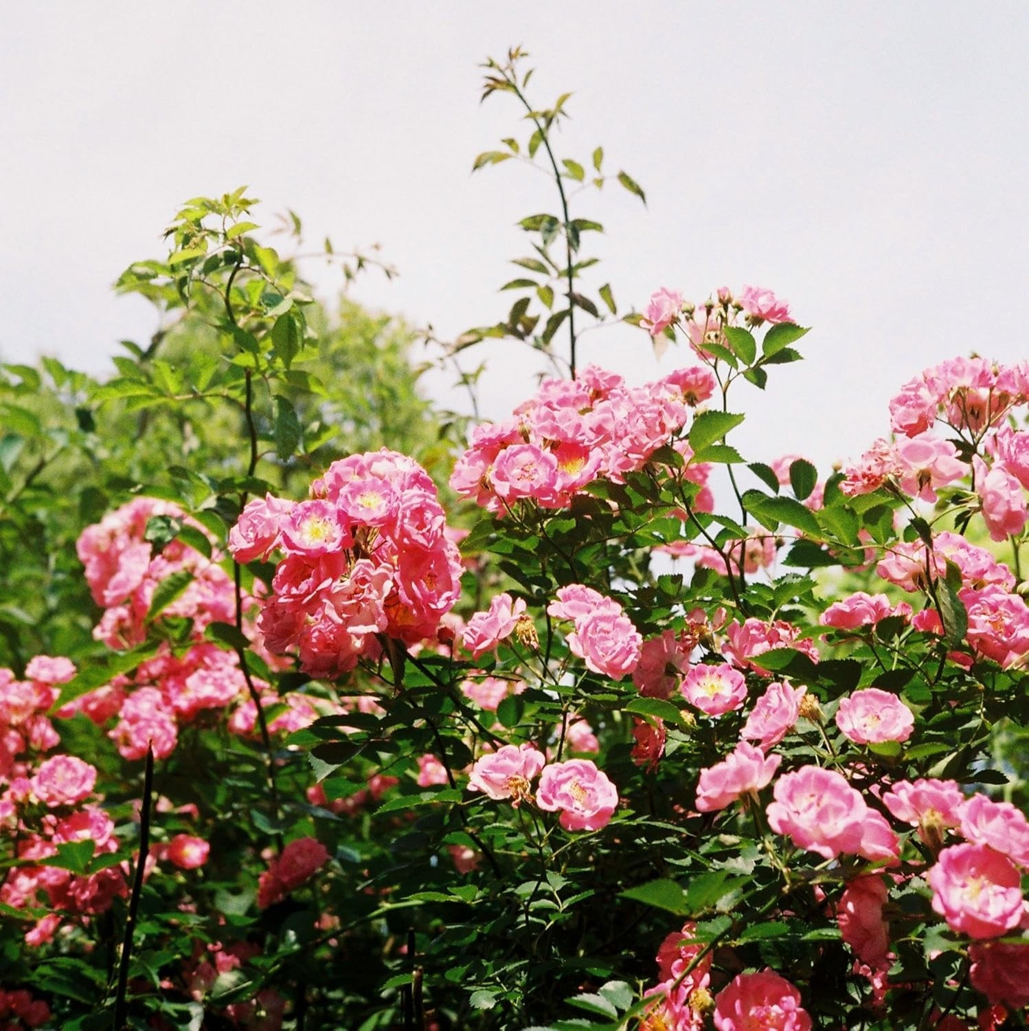 150+ Pink Rose Seeds Fragrant Perennial Flower Shrub Non-GMO Heirloom Garden DIY
