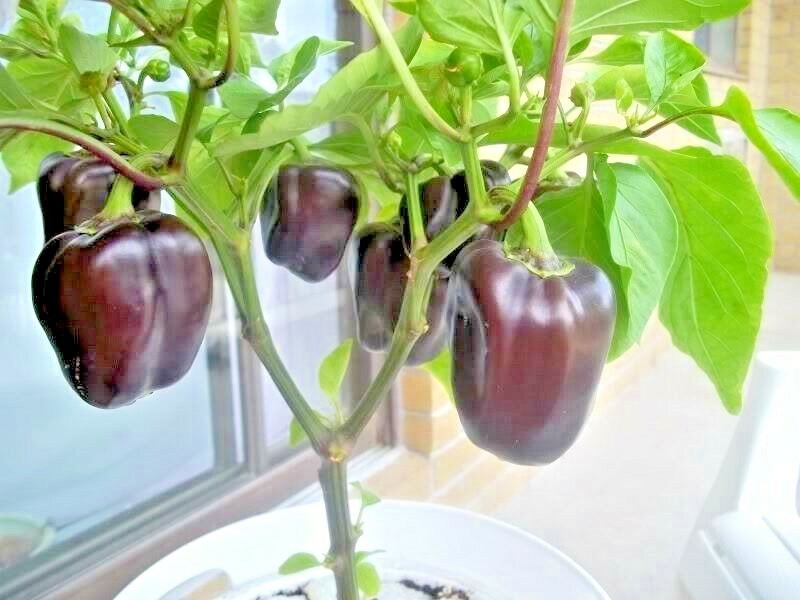 101+PURPLE Beauty Sweet BELL PEPPER Seed Organic Vegetable Garden Container Easy