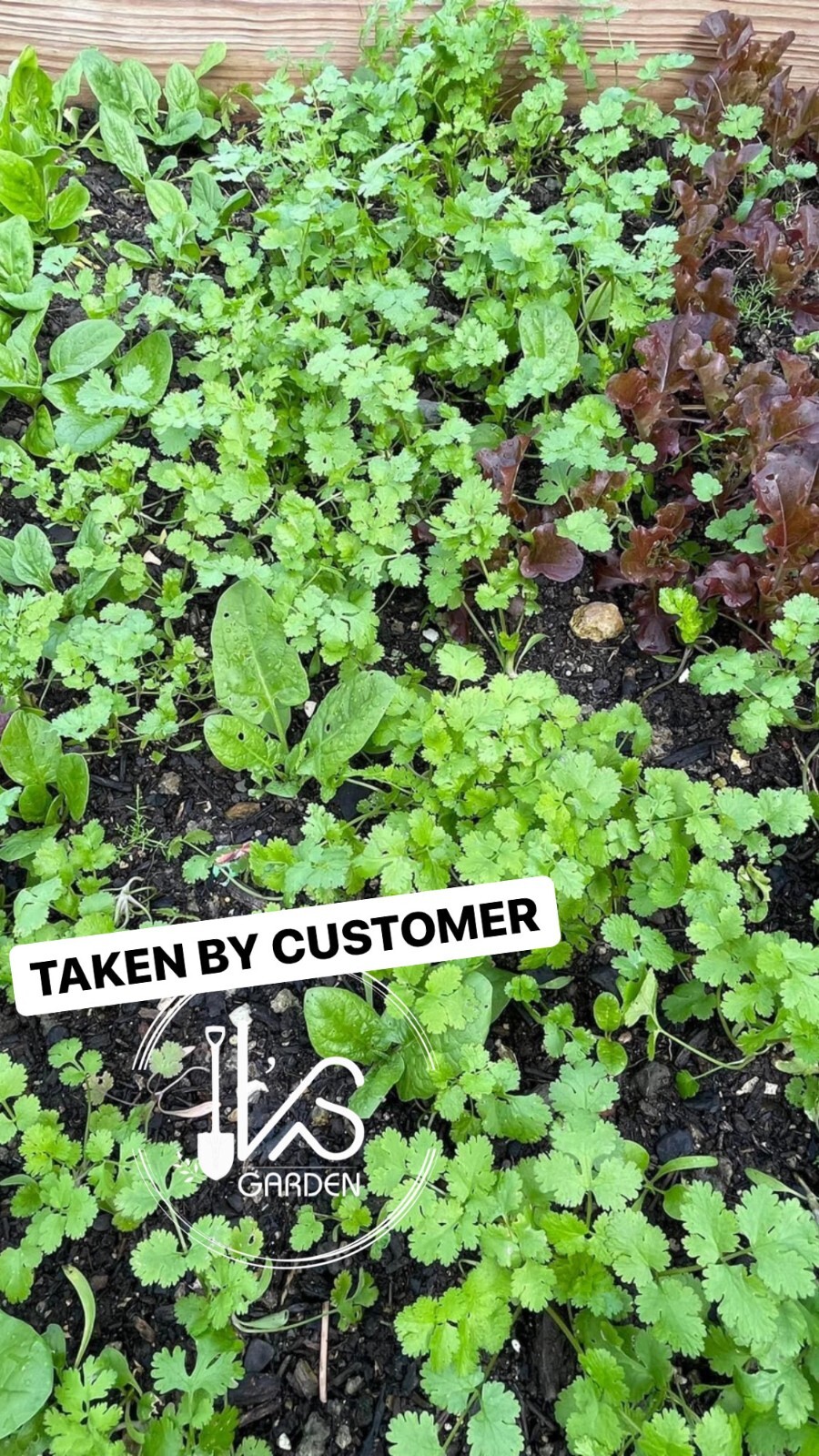 (100+ pcs) CILANTRO SEEDS, CORIANDER LEAVES, 香菜, 고수, RAU MÙI, NGÒ RÍ |NEW SEEDS|