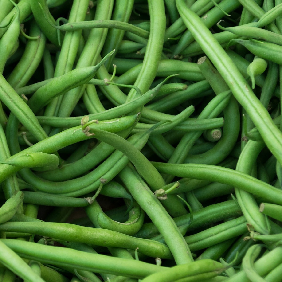 100 Landreth Stringless Green Bush Bean Seeds – Everwilde Farms Mylar Packet