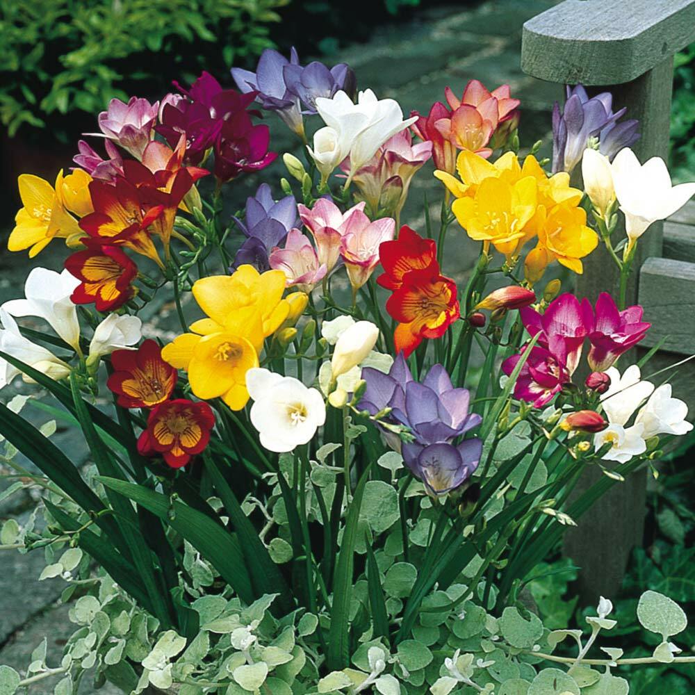 8 Freesia Bulbs Single Mix Mixed BRIGHT color Collection Bulbs VERY FRGRANT