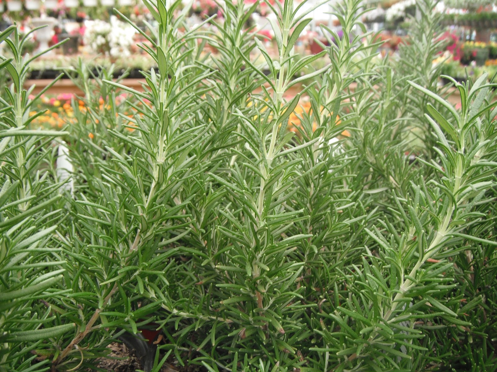 Rosemary Seeds, NON-GMO, Heirloom, Variety Sizes, Anthos, FREE SHIPPING