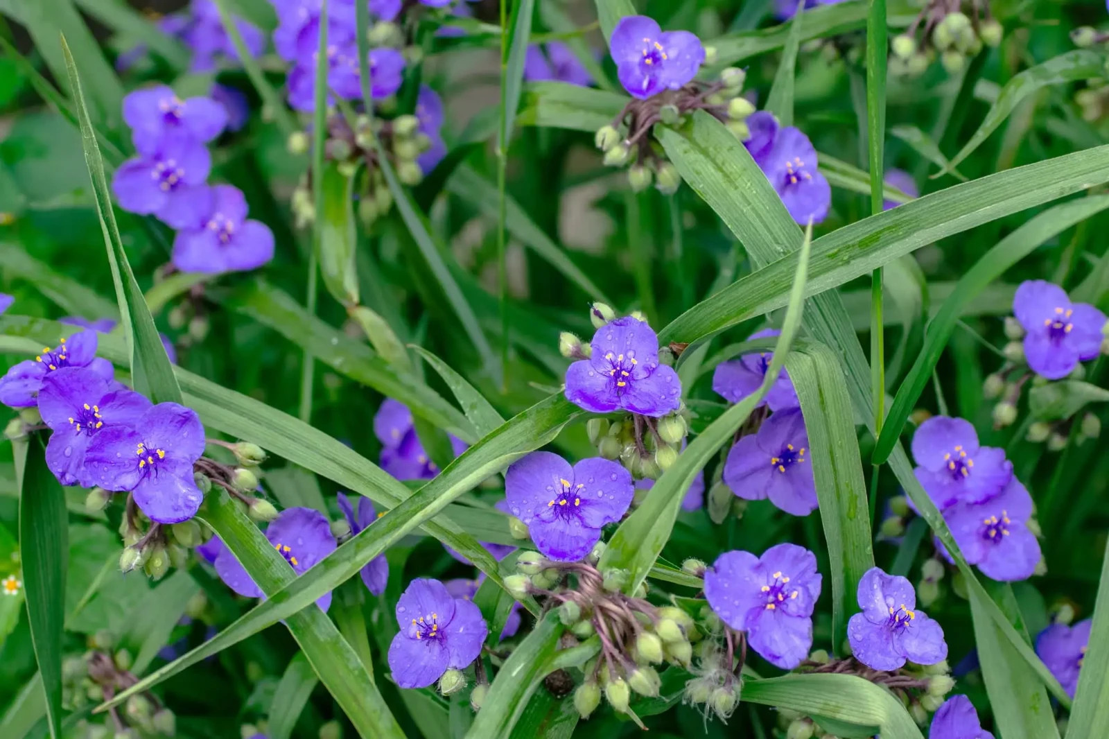 Ohio Spiderwort Wildflower Seeds, Bluejacket, Widow’s Tears, FREE SHIPPING