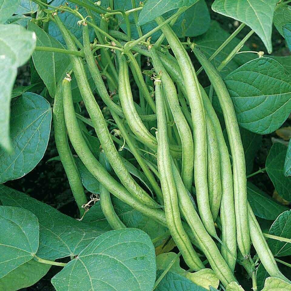 Tendergreen Improved Bush Green Bean Seeds, Stringless, NON-GMO, FREE SHIPPING