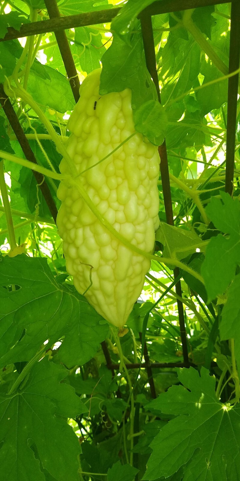 Jyunpaku Okinawan Pure White Bitter Melon ~ 3 to 50 seeds ~ Organic Heirloom~