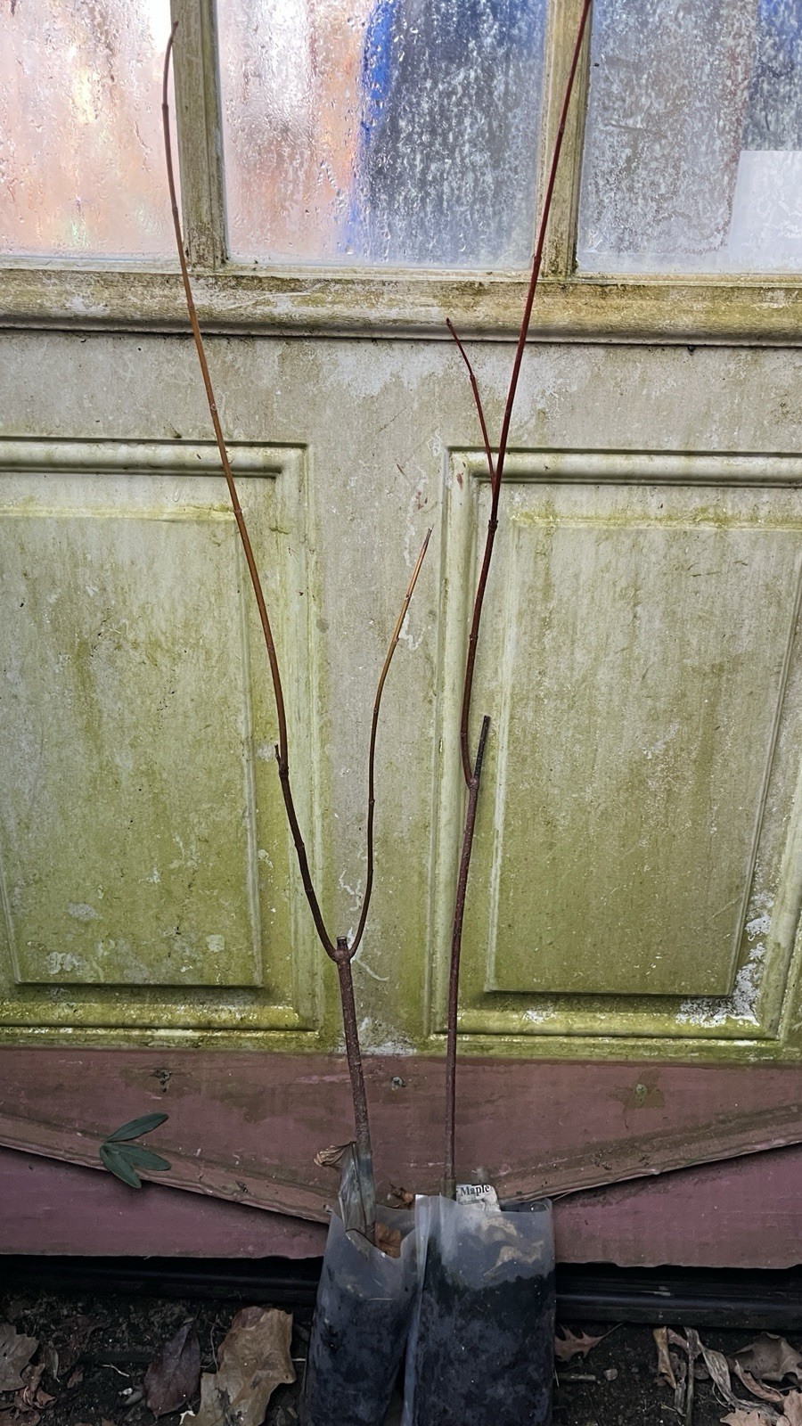 20-30” Tall Silver Maple Acer saccharinum (dasycarpum) 2 years old