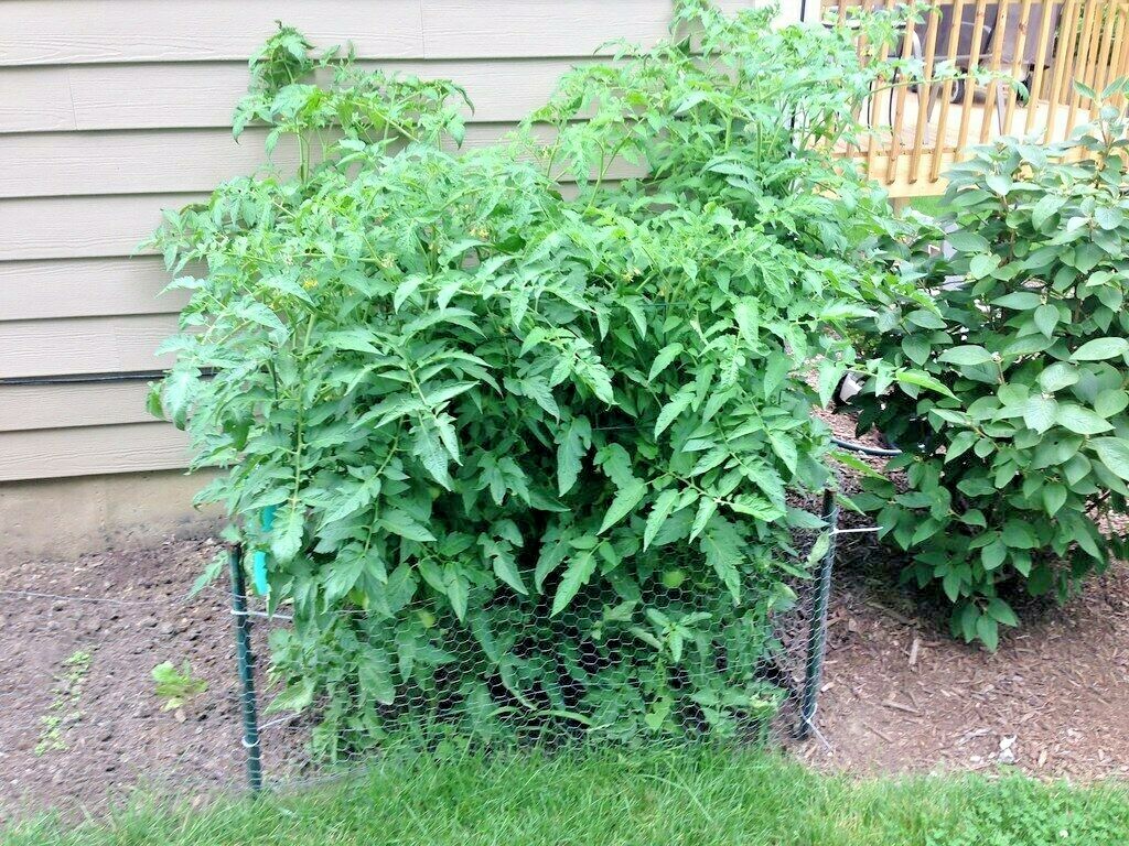 150+BEEFSTEAK TOMATO Seeds Organic Native Vegetable Summer Garden Container Easy